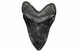 Fossil Megalodon Tooth - South Carolina #340284-2
